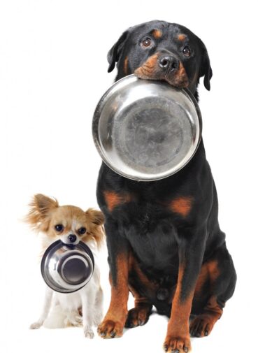 Understanding Puppy vs Adult Dog Nutritional Needs in Nigeria