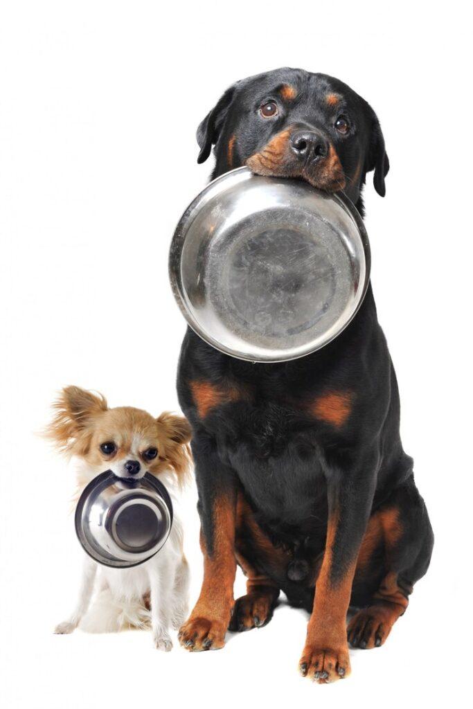 Understanding Puppy vs Adult Dog Nutritional Needs in Nigeria