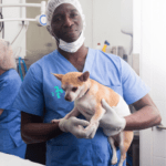 Top 10 Veterinary Clinics in Port Harcourt [2025]:  Best Pet Care