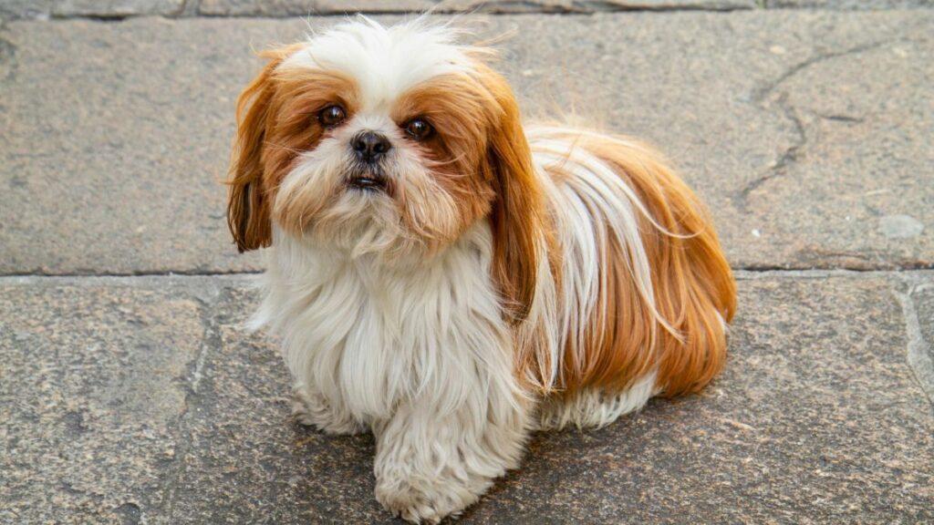best dog food for small breeds