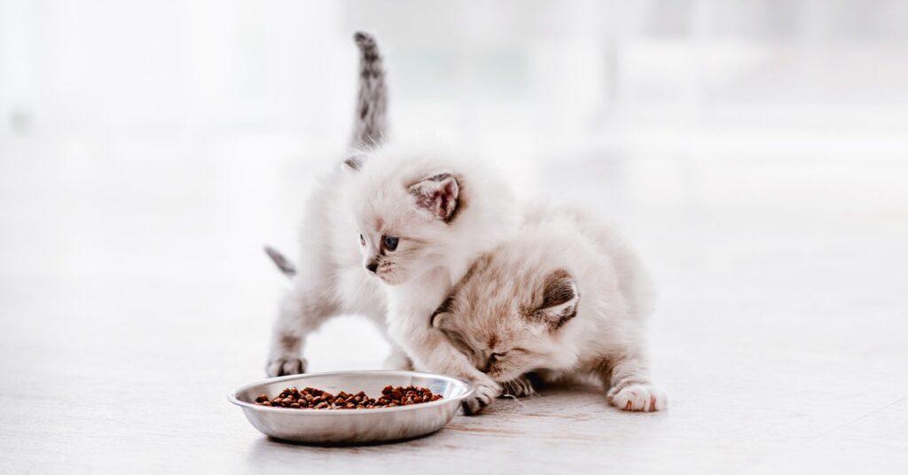 best dry food for kittens