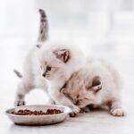 Best Dry Food for Kittens in Lagos: Complete Nutrition Guide 2025