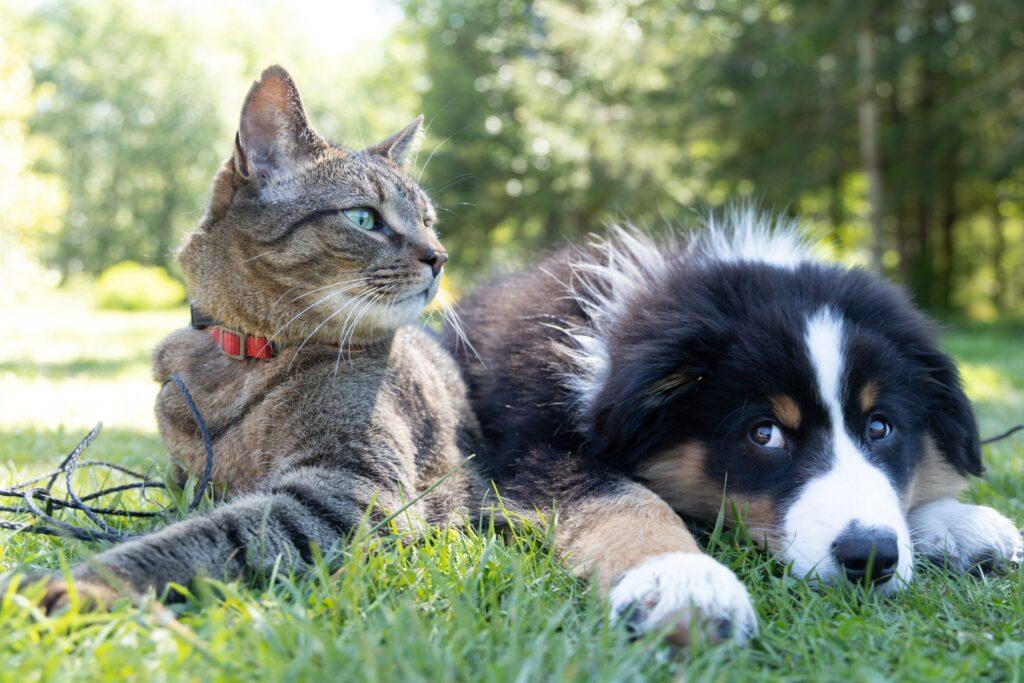best pet gifts under 20000 naira