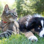 Best Pet Gifts Under ₦20,000 in Nigeria: Ultimate Dog & Cat Gift Guide 2025