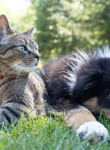 best pet gifts under 20000 naira