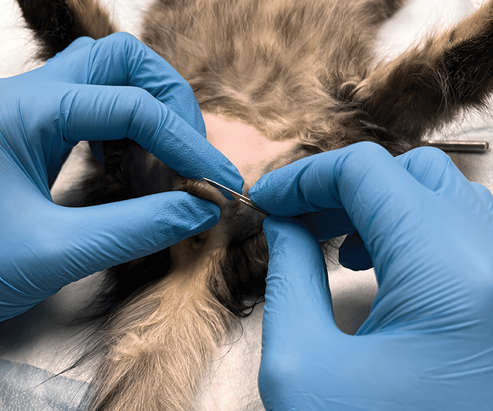castration of male dogs and cats