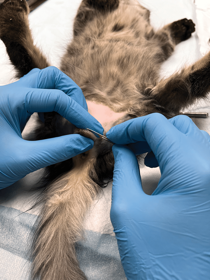 castration of male dogs and cats