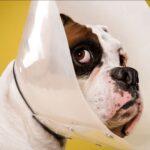 Cost of Dog and Cat Castration in Lagos 2025: Complete Price Guide