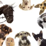 Complete Guide to Pet Adoption Costs in Port Harcourt (2025)