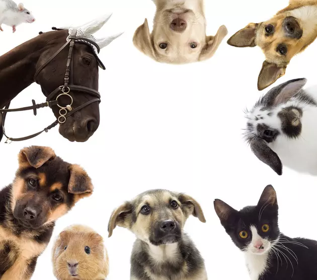 pet adoption cost in port harcourt