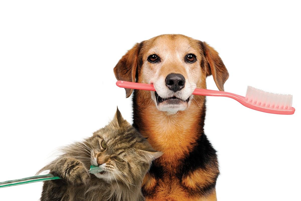 Pet dental care in Port Harcourt