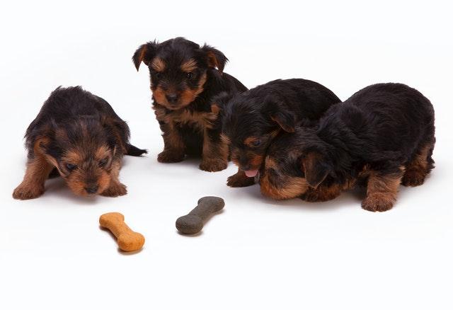 Pet products in port harcourt