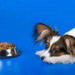 Puppy Won’t Eat New Food: 7 Proven Solutions for Picky Eaters