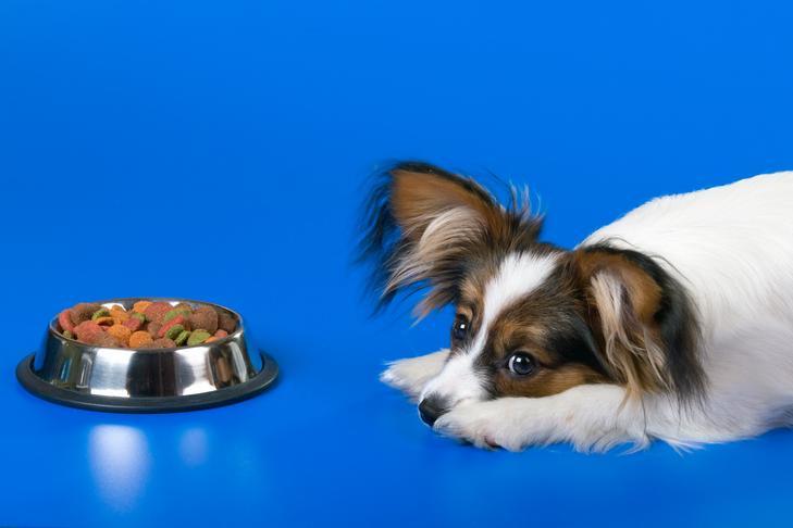 puppy refuses to eat new food