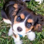 Complete Puppy Feeding Guide: What to Feed a Puppy During the First 6 Months