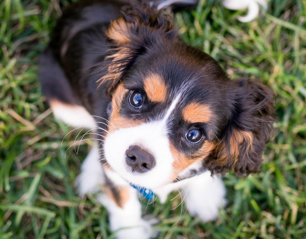 what to feed a puppy