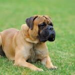 Best Dog Food for Large Breed Adults in Nigeria Under 50000 Naira: Complete Guide