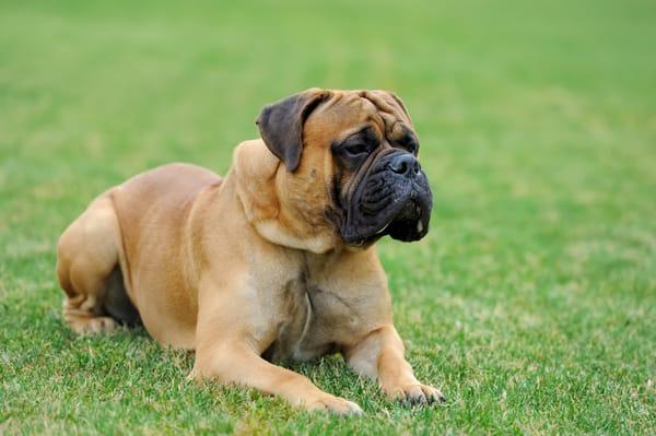 Best dog food for large breed