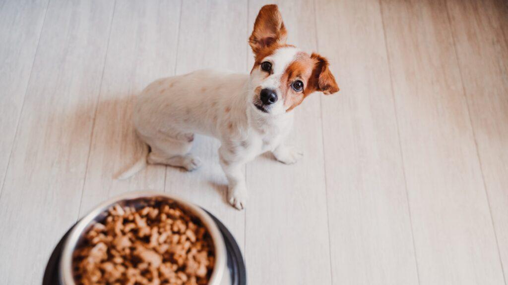 Top-rated dog food in Nigeria