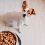 Top-Rated Dog Food in Nigeria Under 50000 Naira: Complete Guide for Pet Owners