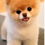 Where to Buy Puppies in Nigeria & Cost Guide 2025