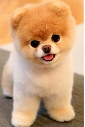 Where to Buy Puppies in Nigeria for 2025