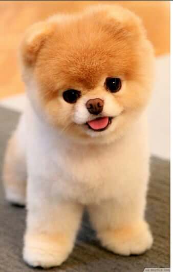 Where to Buy Puppies in Nigeria for 2025