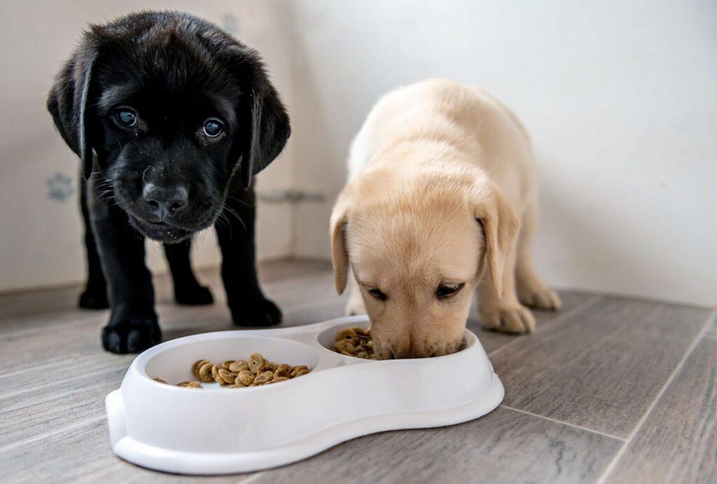 best puppy food in Nigeria