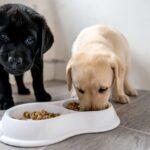 Best Puppy Food in Nigeria Under ₦45,000: Complete 2025 Feeding Guide for Your Pup