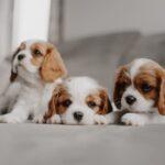 What to Feed Small & Mini Dog Breeds in Nigeria: Complete Nutrition Guide for Tiny Companions