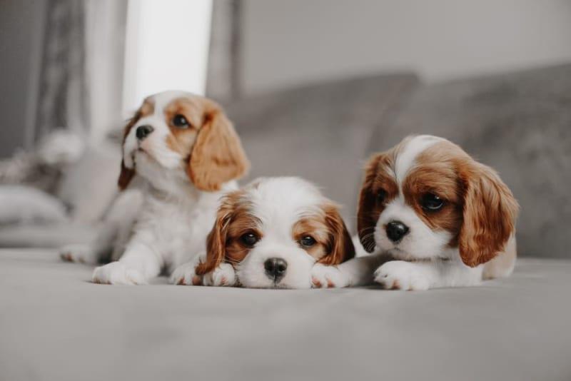 what to feed small dog breeds