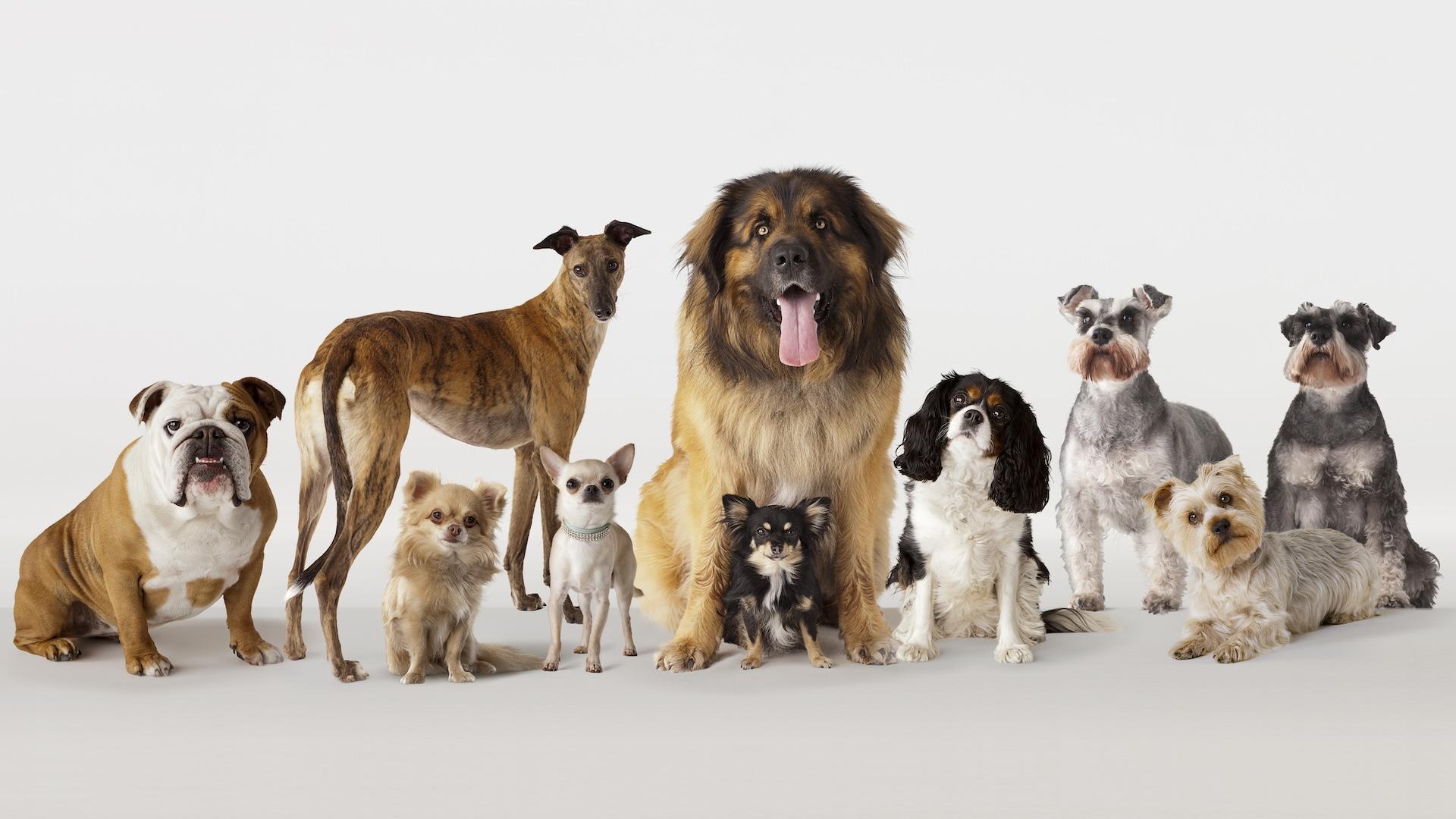 Dog Boarding Services in Lagos