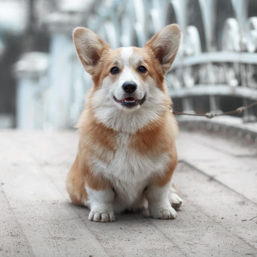 Dog Reproductive Clinics Port Harcourt