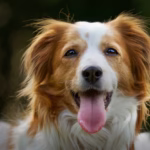 Dog Breeding in Lagos: Starter Guide & Top 10 Breeders