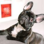 Best Dog Fertility & Breeding Clinics in Port Harcourt: (2025 Guide)