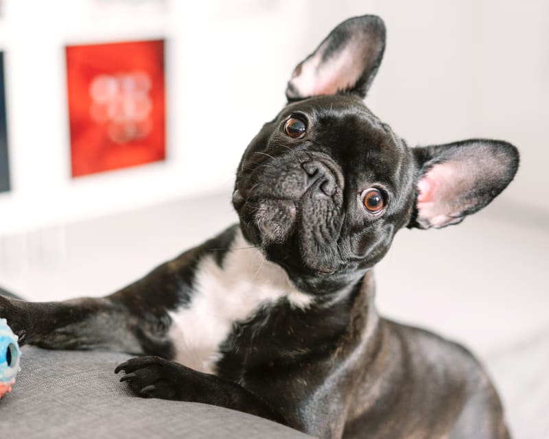 Dog fertility and breeding clinics