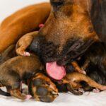 Understanding Dog Fertility and Infertility