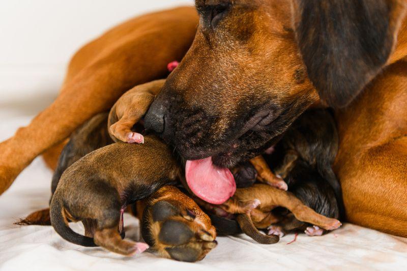 Dog fertility and infertility