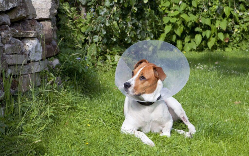 Dog spaying and neutering in Port Harcourt
