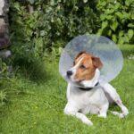 Top 10 Clinics for Dog Spaying & Neutering in Port Harcourt(2025)