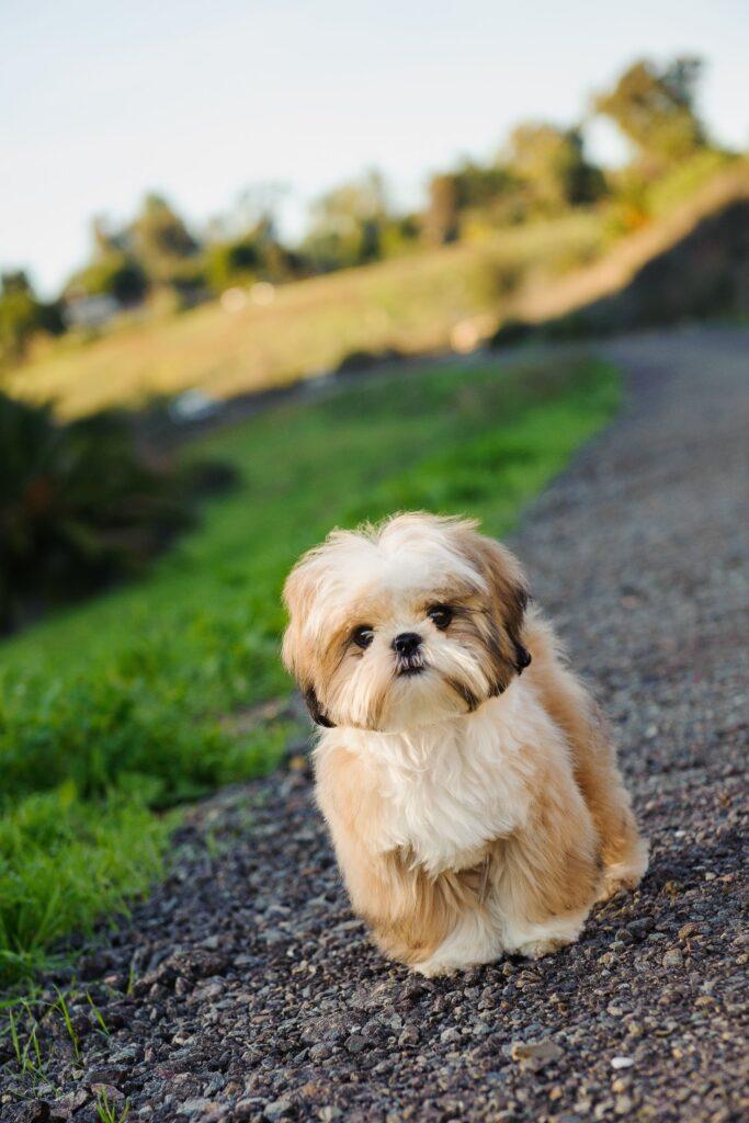 Hypoallergenic dog breeds