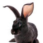 Top 10 Best Rabbit Grooming Services in Lekki, Ajah: Complete Guide 2025