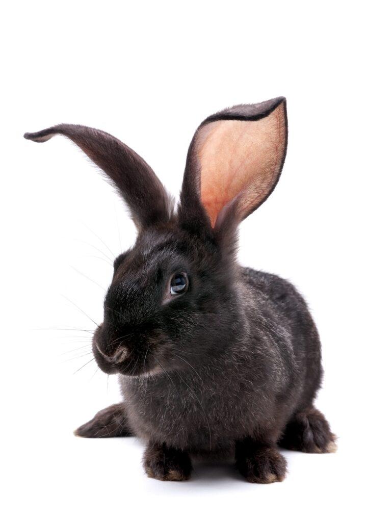Rabbit grooming services Lekki