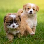 Top 10 Dog Reproductive Clinics in Lagos (2025)