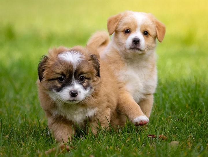 dog reproductive clinic in Lagos