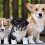 Dog Reproductive Services in Nigeria: What Vets Offer in 2025