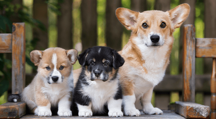 dog reproductive services Nigeria