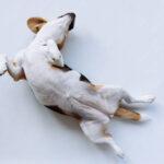 Top 10 Clinics for Dog Spaying & Neutering in Lagos (2025)