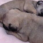 Female Dog Infertility: Causes & Treatment Options in Nigeria (2025)