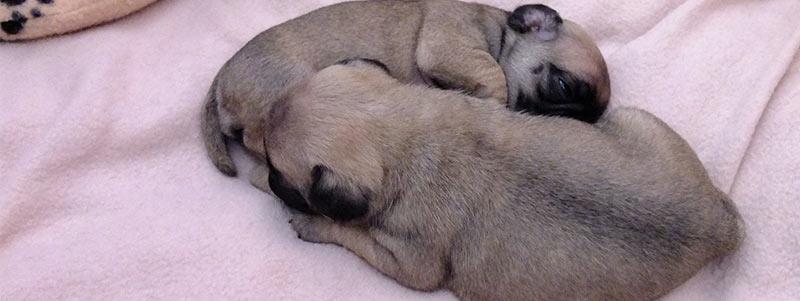 female dog infertility Nigeria